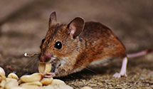 Find Exterminators in Anderson, Campbell County